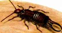 earwig